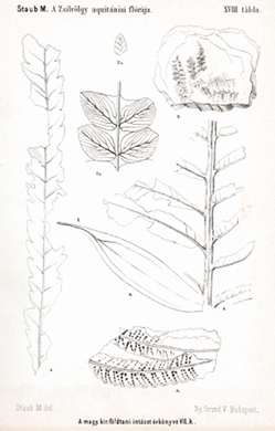 Staub Móric fosszilis növény rajzaiból készített litográfiák