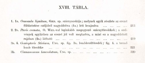 Staub Móric fosszilis növény rajzaiból készített litográfiák